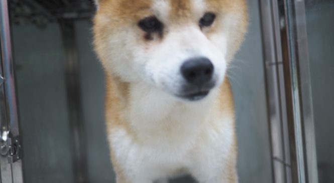 香港棄養動物的原因 | 亞洲非牟利動物救援 – 動物領養中心