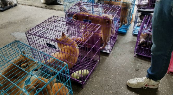 香港動物法例