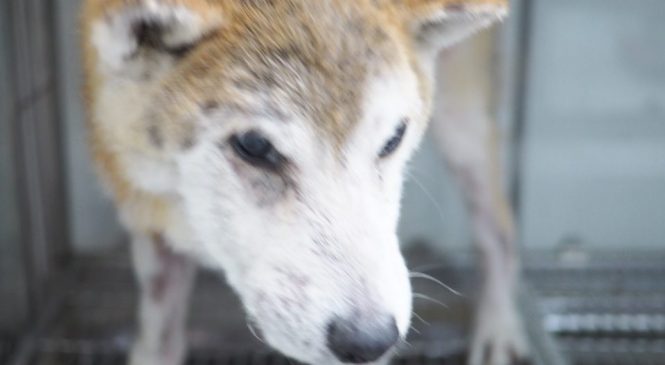 【Arc 動物救援 醫療半年12歲老柴犬 ASIA NON-PROFIT ANIMAL RESCUE】