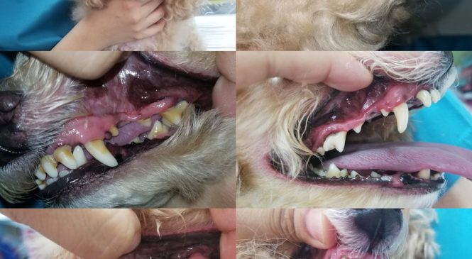 寵物洗牙服務(無需麻醉) | 亞洲非牟利動物救援 – 動物領養中心