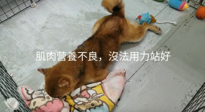 眾籌醫療開支 – 拯救豆柴犬