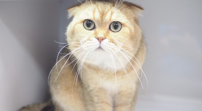 待領英國短毛貓(British Shorthair)(男) (852)96919313/ whatsapp : 92141178