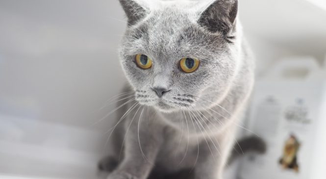 待領英國短毛貓(British Shorthair)(女) (852)96919313/ whatsapp : 92141178