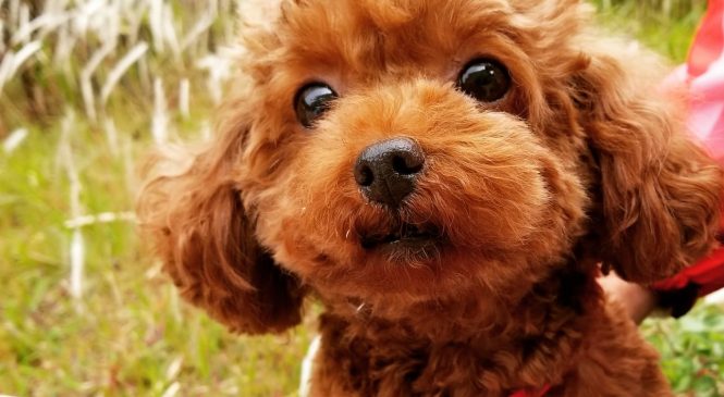 領養poodle (女) (852)96919313/ whatsapp : 92141178