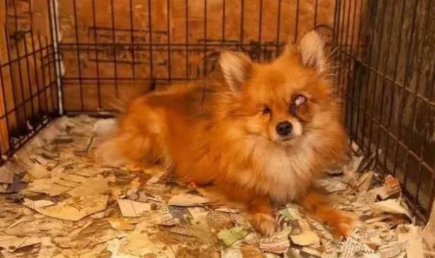 美國開始打擊不人道繁殖,加州禁止在寵物店内售賣繁殖場動物 (新法案 AB 485)