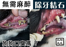 寵物洗牙服務(無需麻醉) | 亞洲非牟利動物救援 – 動物領養中心