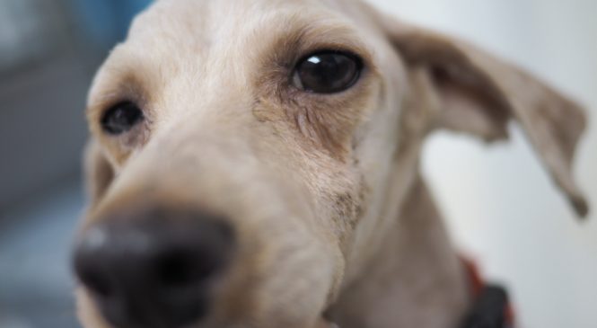 【Arc 動物救援 2019年4月15日】ASIA NON-PROFIT ANIMAL RESCUE
