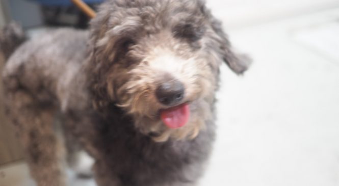 領養 poodle (男) (852)96919313/ whatsapp : 92141178
