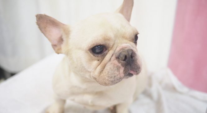 【Arc 動物救援 2019年5月3日】ASIA NON-PROFIT ANIMAL RESCUE