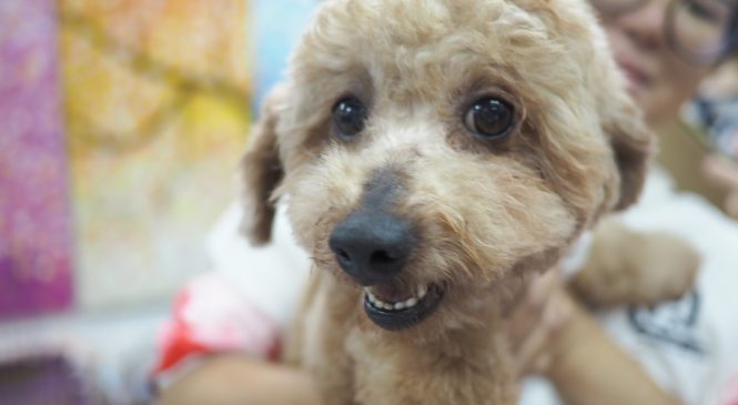 領養貴婦狗poodle (男) (852)96919313/ whatsapp : 92141178