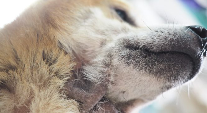 【Arc 動物救援 2019年6月1日】ASIA NON-PROFIT ANIMAL RESCUE