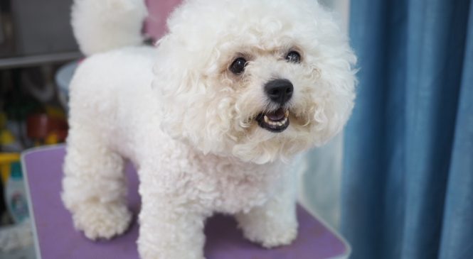 領養 比熊犬 (女)2歲 (852)96919313/ whatsapp : 92141178