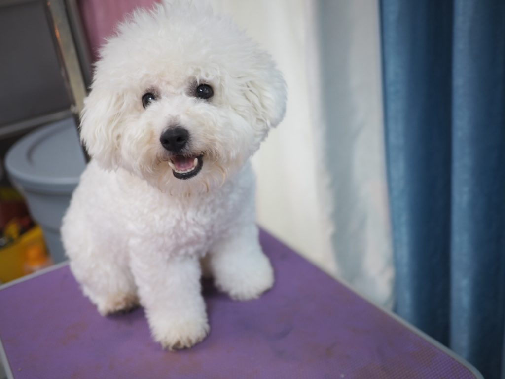 比熊犬发型怎么剪,比熊犬图片造型_大山谷图库