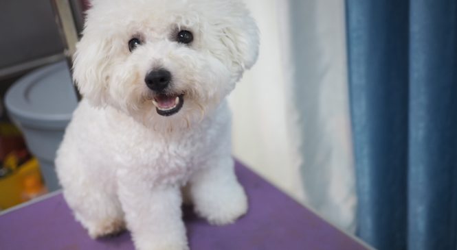 領養 比熊犬 (男) (852)96919313/ whatsapp : 92141178