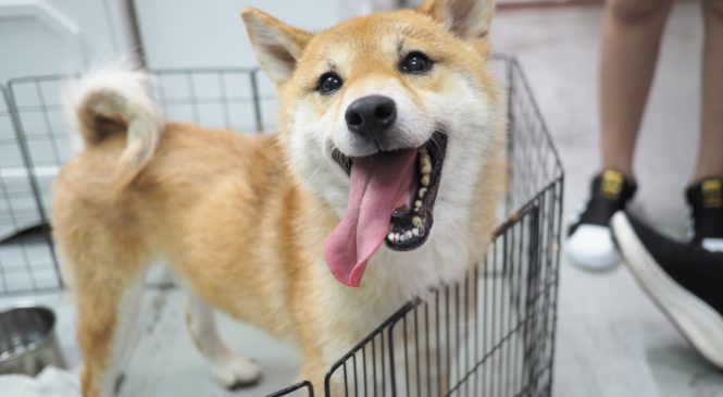 領養 柴犬 (男) (852)96919313/ whatsapp : 92141178