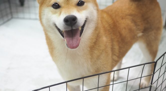 狗呼吸好快的原因是什麼?