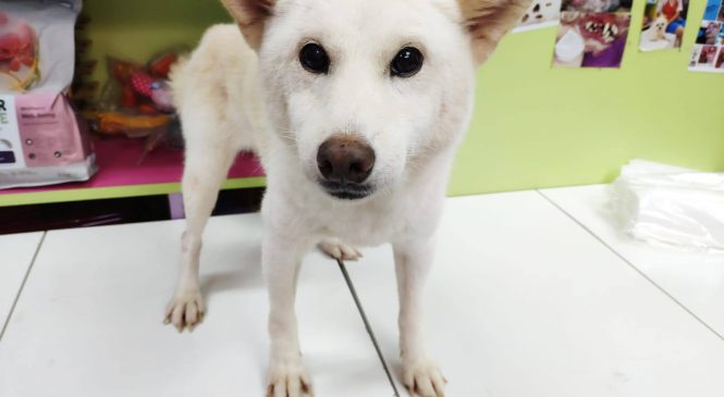 領養 柴犬 (女) (852)96919313/ whatsapp : 92141178