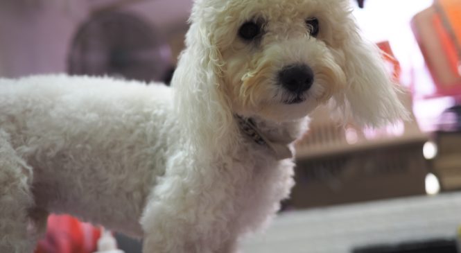 領養 比熊犬 (男) (852)96919313/ whatsapp : 92141178