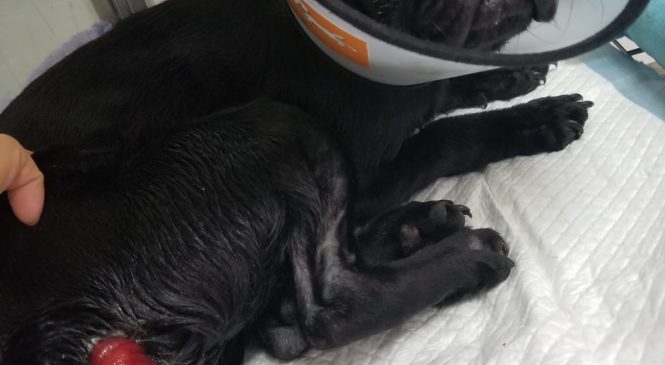 【Arc 動物救援 2019年8月1日】ASIA NON-PROFIT ANIMAL RESCUE