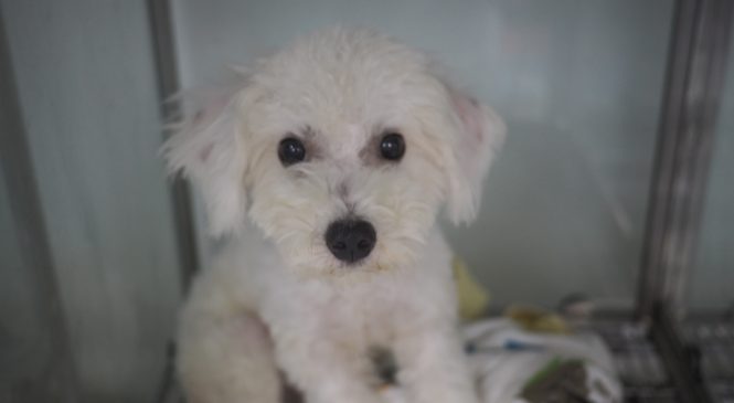 比熊犬領養(男) (852) 96919313/ whatsapp : 92141178
