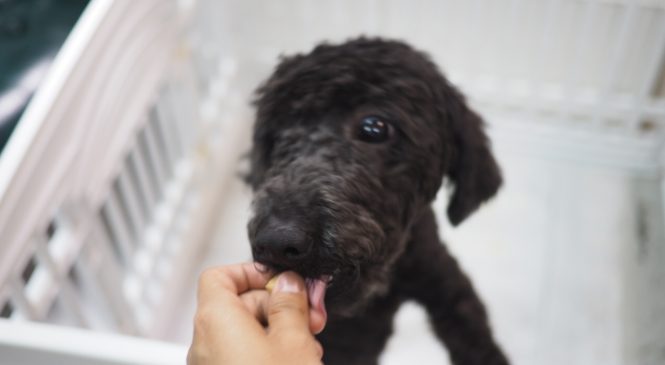 領養poodle (男) (852)96919313/ whatsapp : 92141178